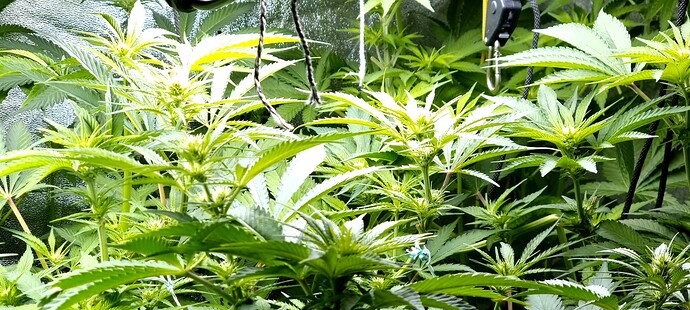 Growreport Bild 3