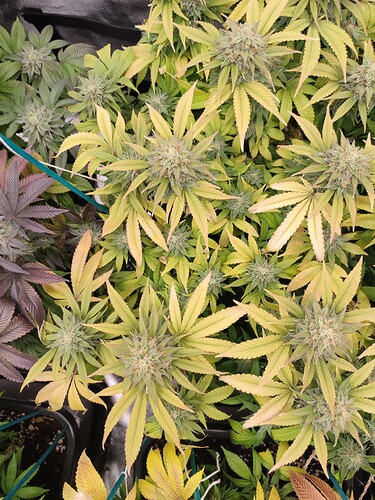 Growreport Bild 1