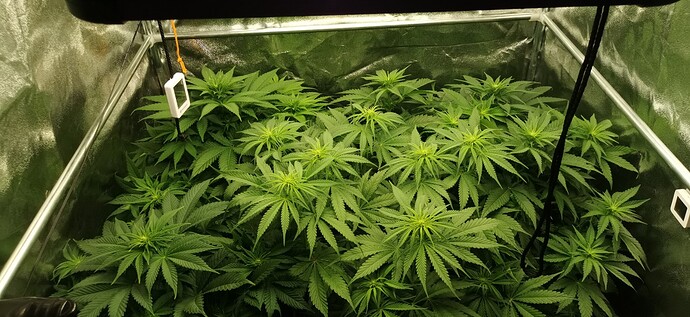 Growreport Bild 6