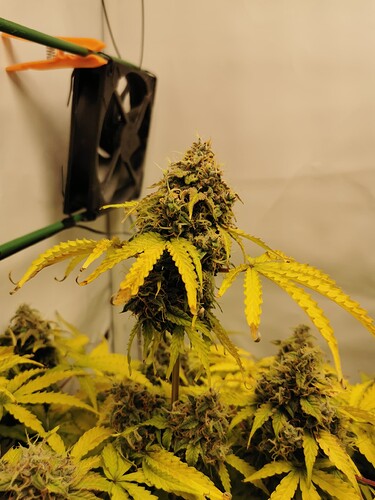 Growreport Bild 19