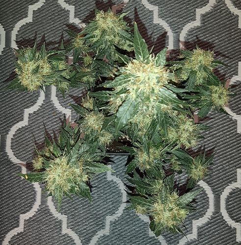 Growreport Bild 2