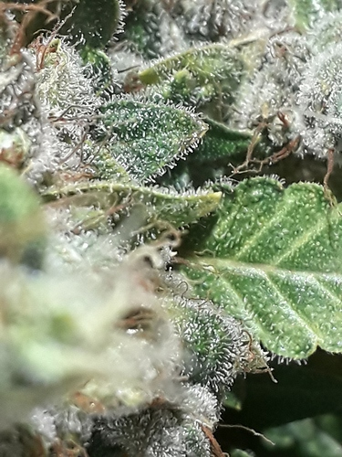 Growreport Bild 3