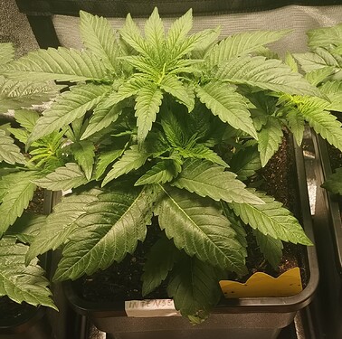 Growreport Bild 23