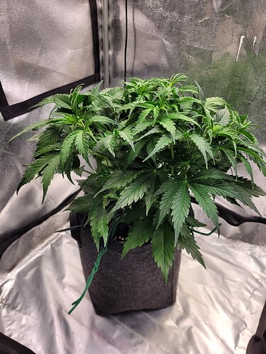Growreport Bild 1
