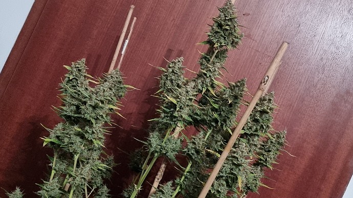 Growreport Bild 9