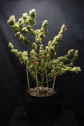 Growreport Bild 5