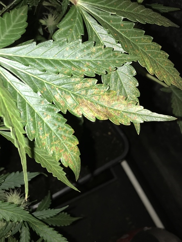 Growreport Bild 1