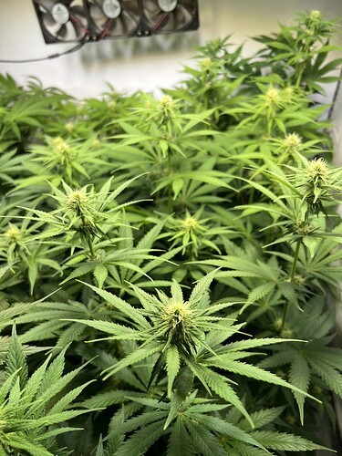 Growreport Bild 2