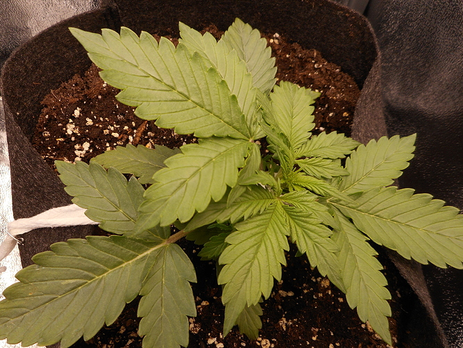 Growreport Bild 9
