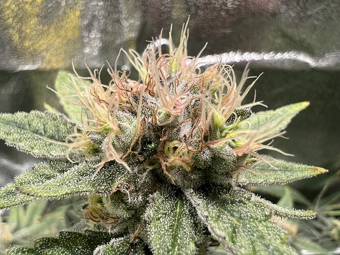 Growreport Bild 19