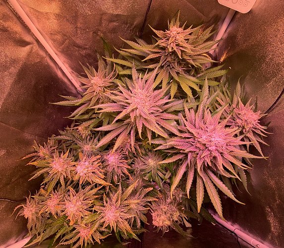 Growreport Bild 22