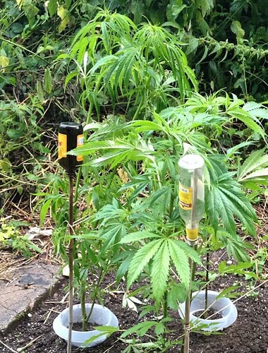 Growreport Bild 170