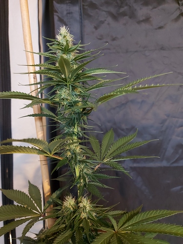 Growreport Bild 9