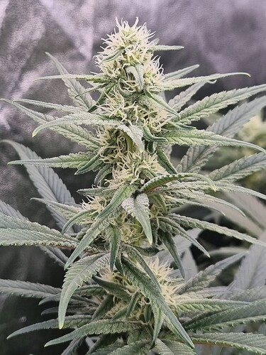 Growreport Bild 21