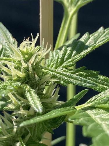 Growreport Bild 4