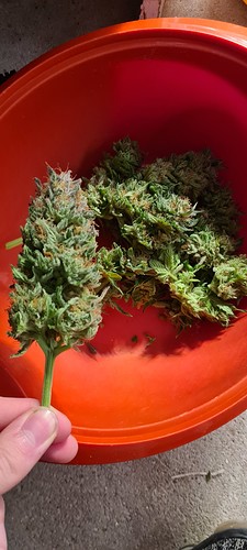 Growreport Bild 2