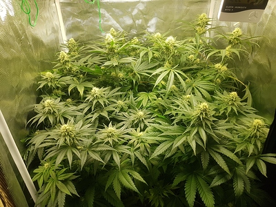 Growreport Bild 3