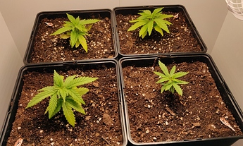 Growreport Bild 5