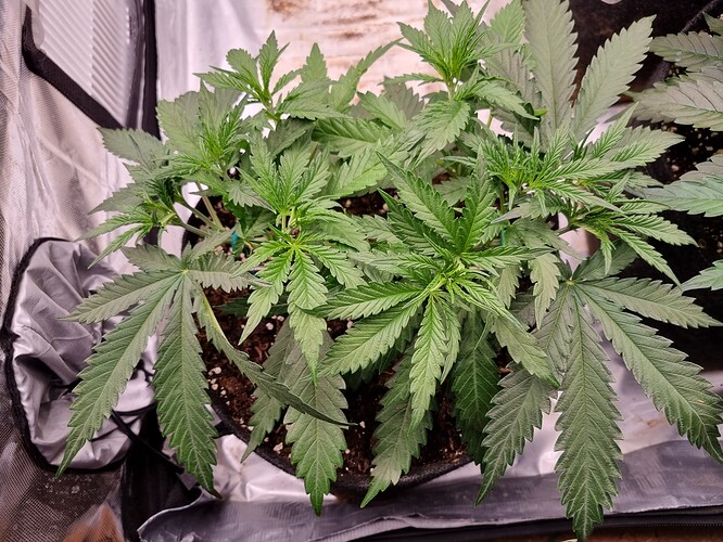Growreport Bild 57