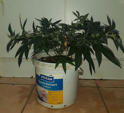 Growreport Bild 15