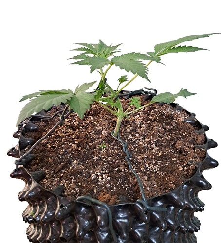 Screenshot_20231220_093014_PhotoRoom