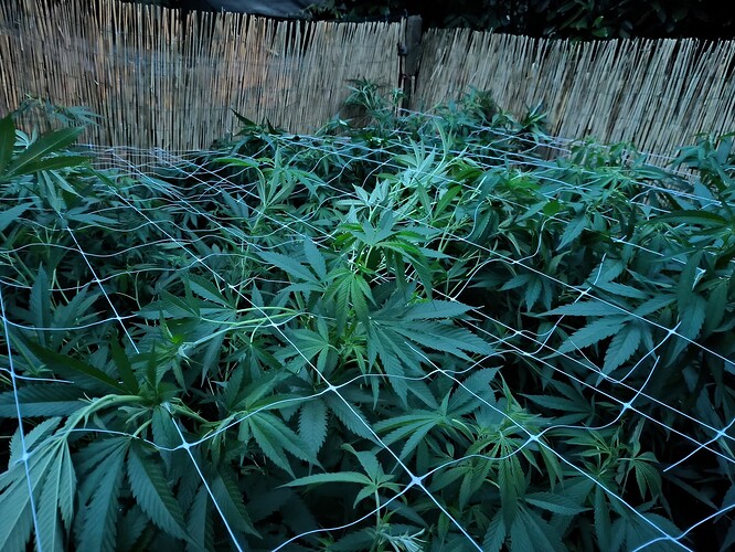 Growreport Bild 8