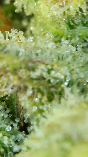 Growreport Bild 34