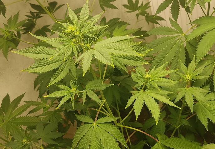 Growreport Bild 1