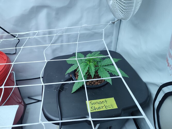 Growreport Bild 2