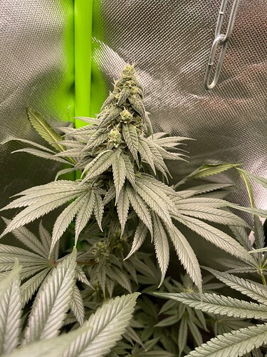 Growreport Bild 4