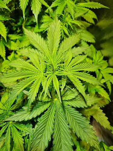 Growreport Bild 17