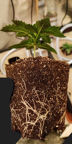 Growreport Bild 4