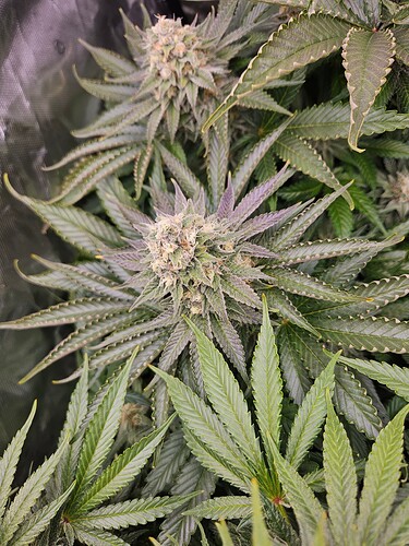 Growreport Bild 19