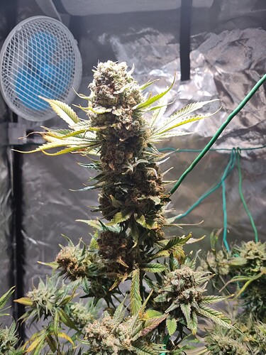 Growreport Bild 11