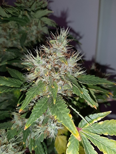Growreport Bild 3
