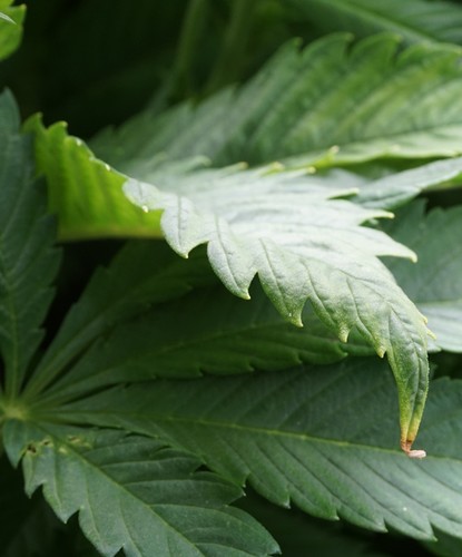 Growreport Bild 6