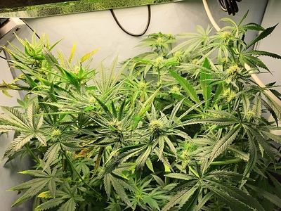 Growreport Bild 1