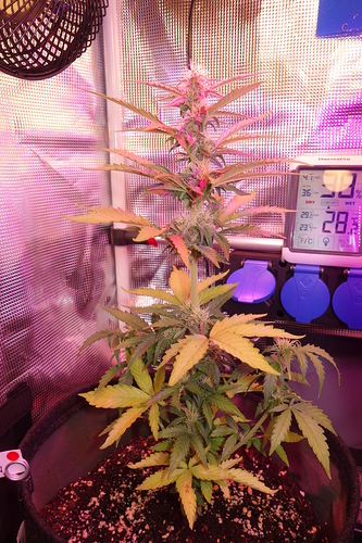 Growreport Bild 47