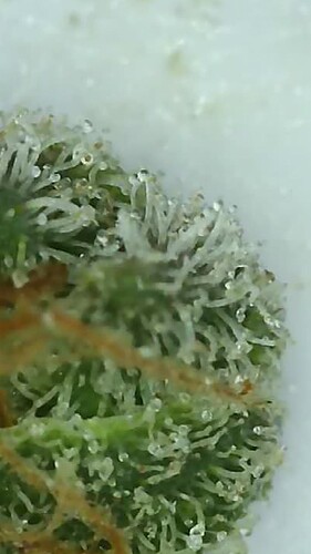 Growreport Bild 23
