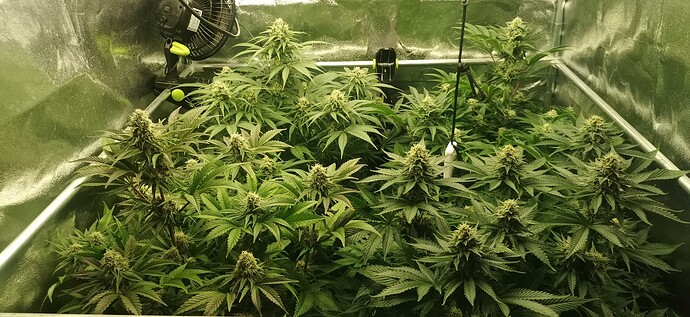 Growreport Bild 36