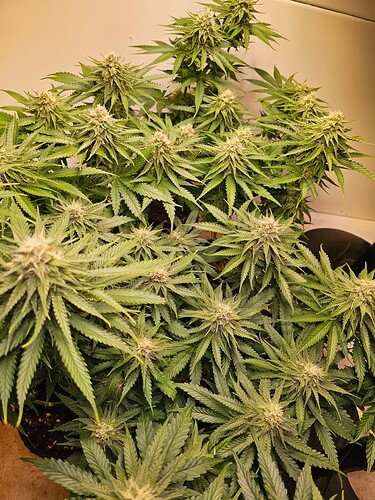Growreport Bild 19