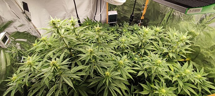 Growreport Bild 1