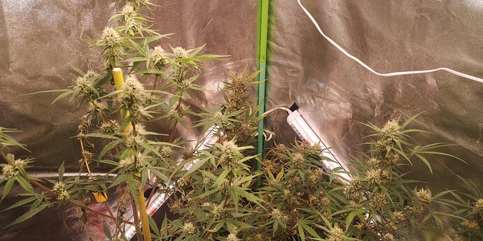 Growreport Bild 3