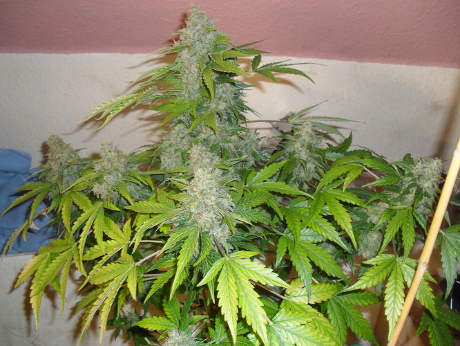 Growreport Bild 12