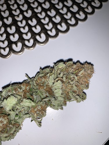 Growreport Bild 3