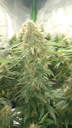 Growreport Bild 5