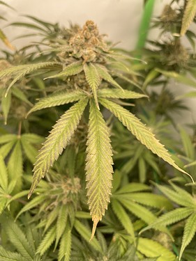Growreport Bild 11