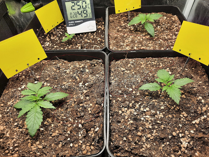 Growreport Bild 6