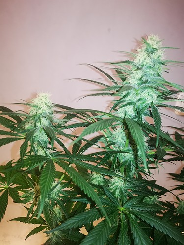 Growreport Bild 9