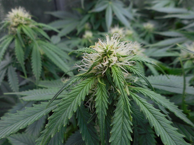 Growreport Bild 5
